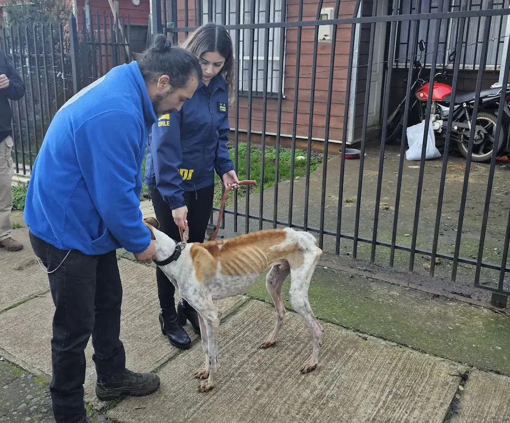 Animal maltrato galgo