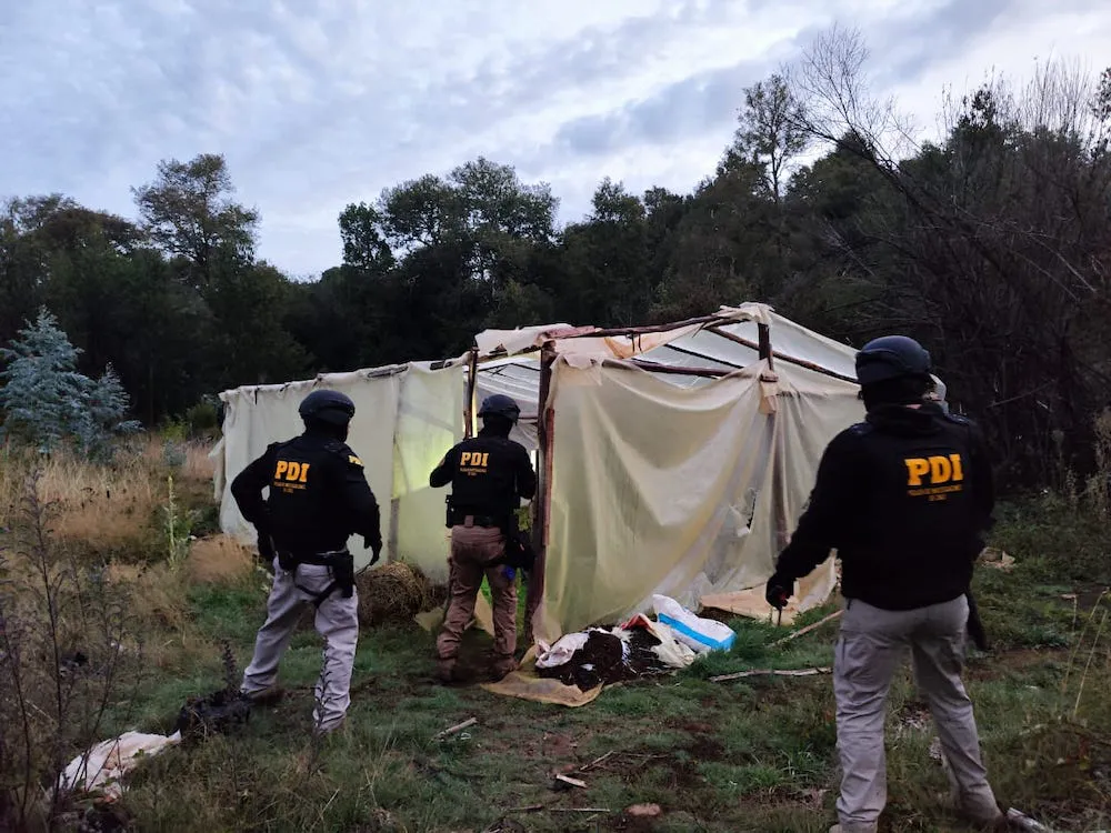 Secado y procesamiento de marihuana