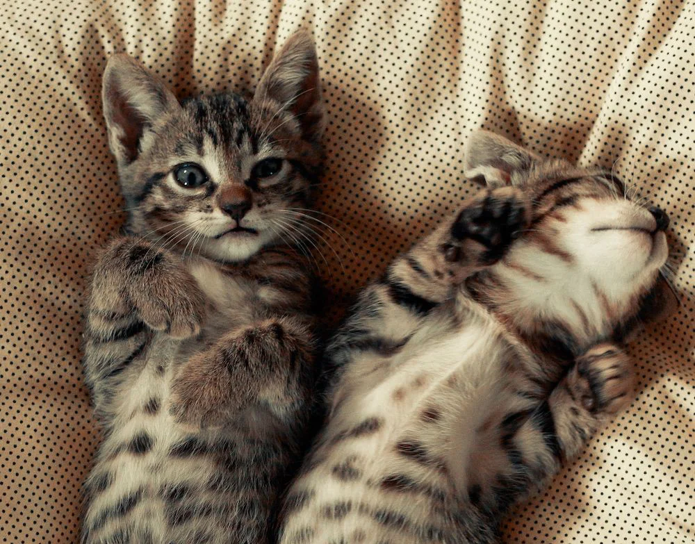 gatos