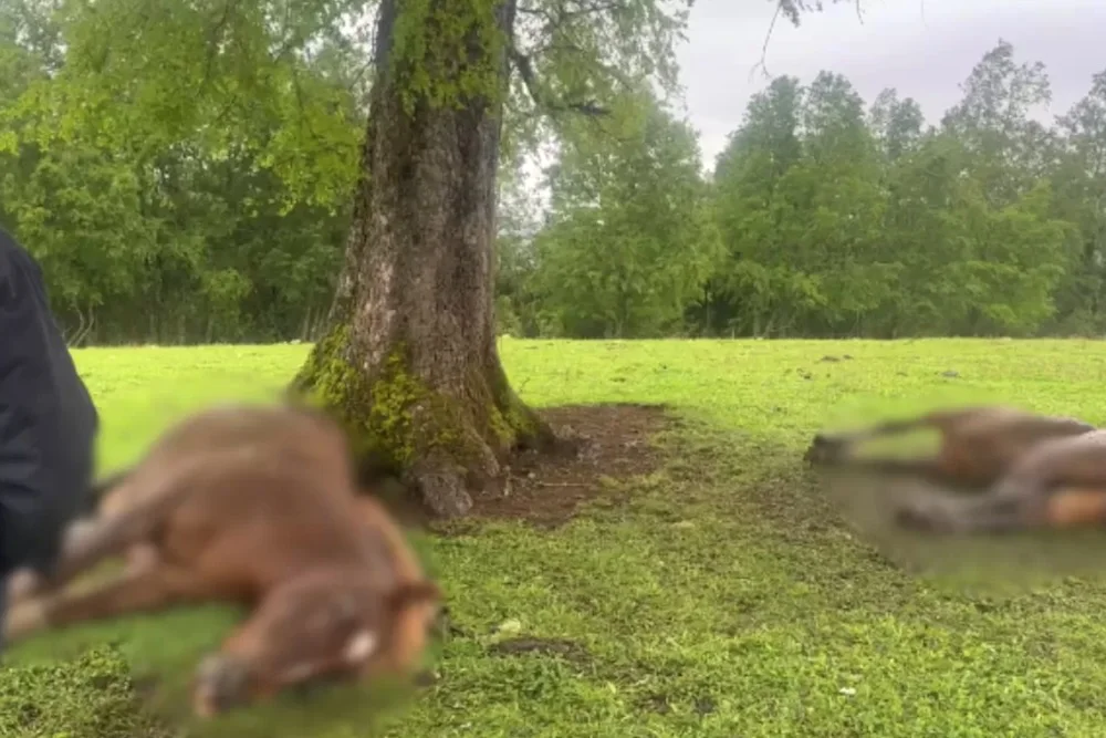 Rayo mata a yegua y su potrillo en Cunco