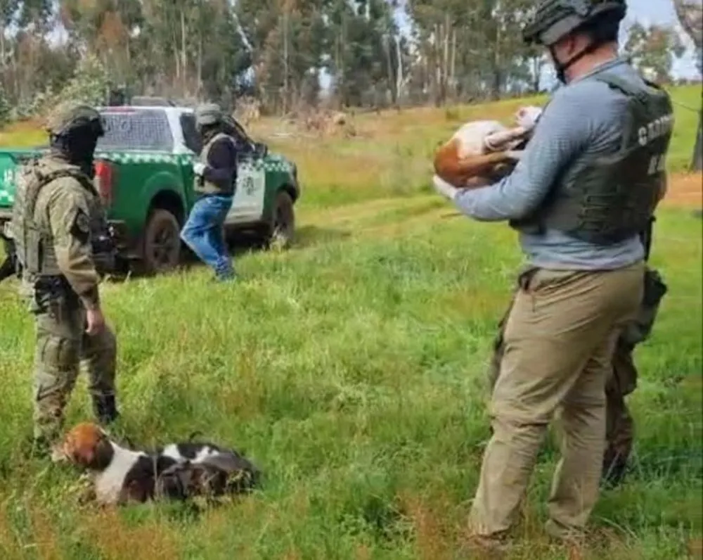 Cobarde asalto en Ercilla deja tres perros muertos