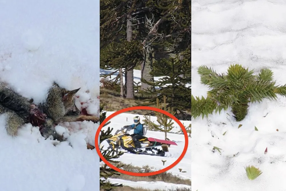 Vehiculos no autorizados en Reserva Malalcahuello