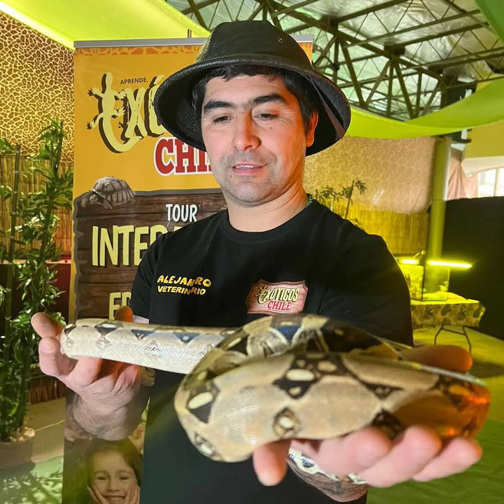 Animales exoticos en Temuco