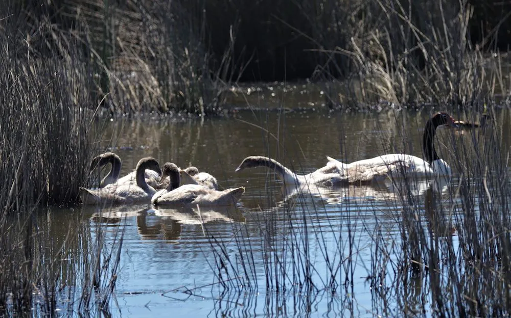 Cisnes en Estero Coihueco - Temuco