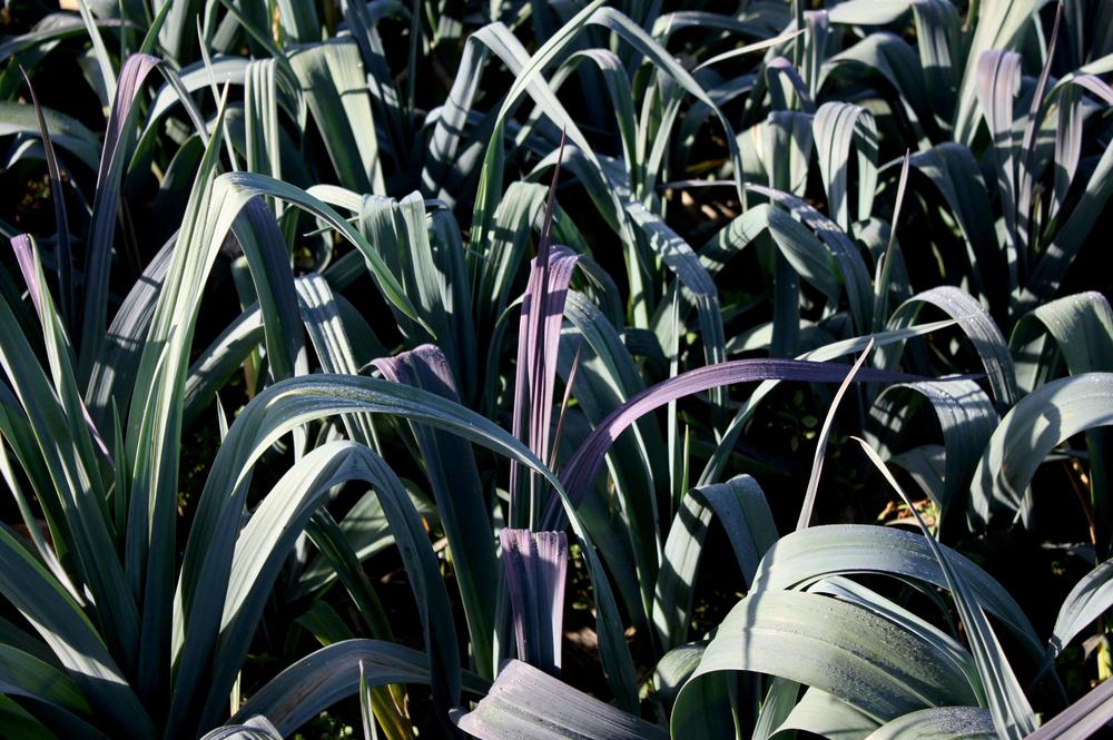 Puerro Azul de Maquehue.