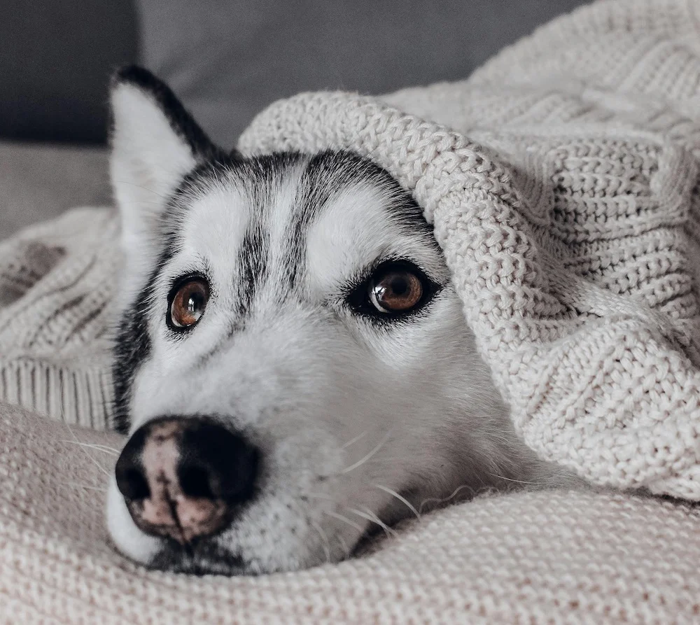 Pexels - Perro invierno 1
