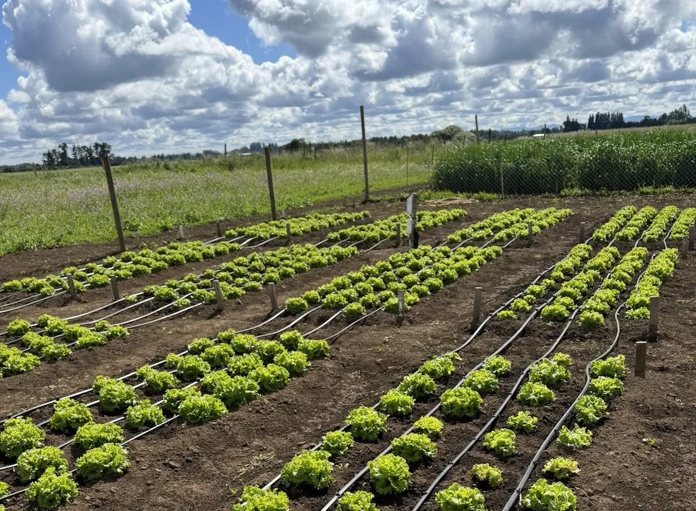 INIA busca mejorar eficiencia hídrica en cultivo de lechuga