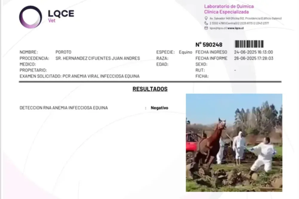 Sacrificio yegua Poroto Kat - examen negativo a la Anemia Equina