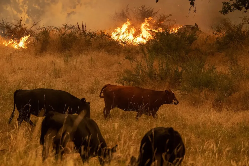 Incendio forestal - ganado bovino