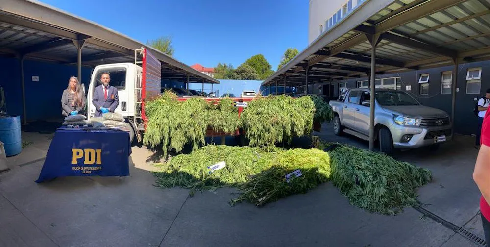 Incautacion marihuana PDI