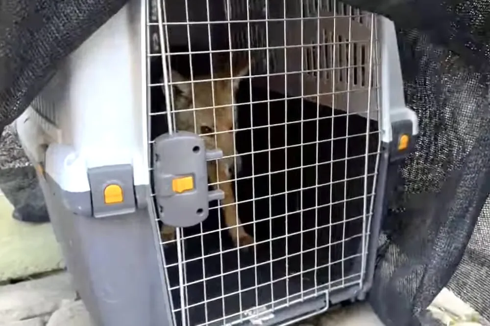 Zorrito Culpeo rescatado en Temuco