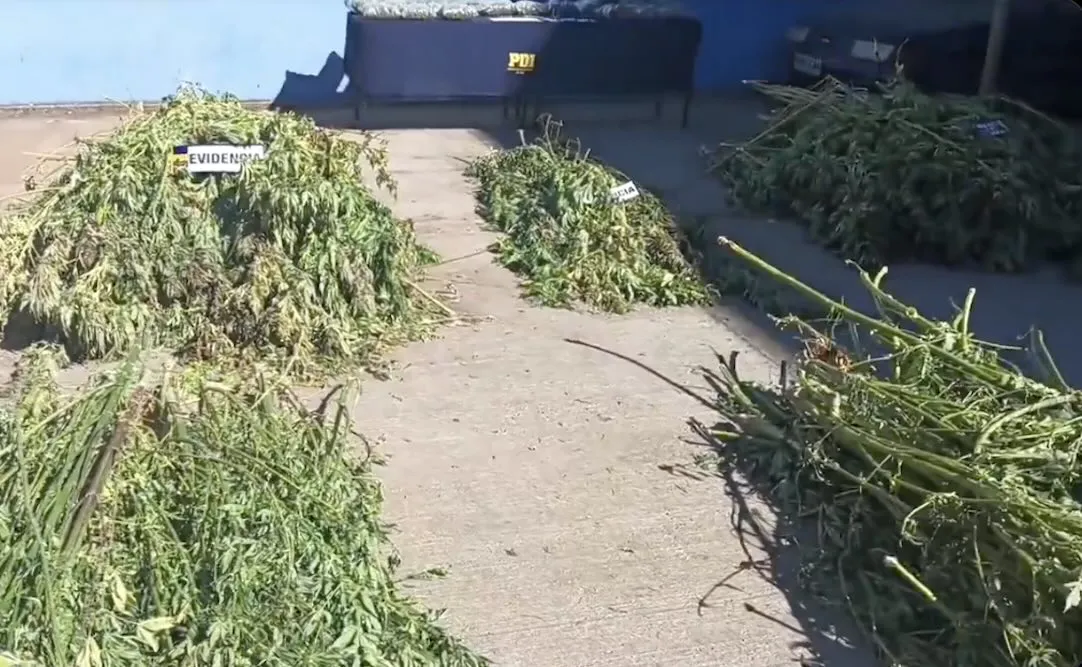 Incautacion de plantas de marihuana en Ercilla