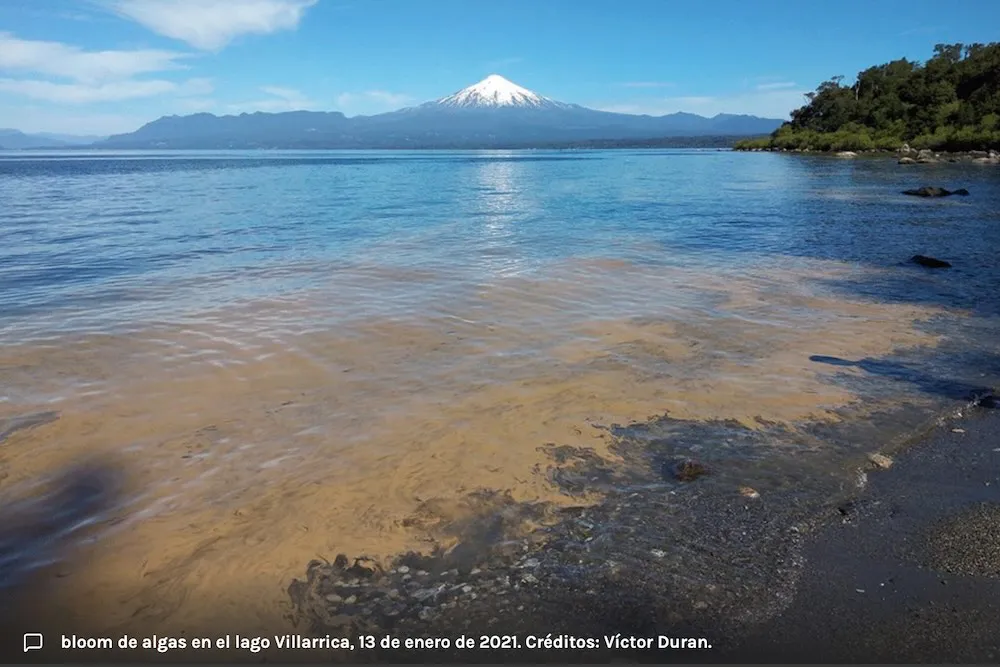Bloom de algas lago Villarrica 2021