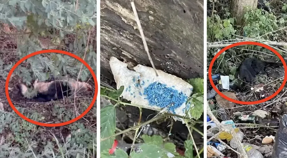 Matanza de perros en Pumalal - Quintrilpe copia
