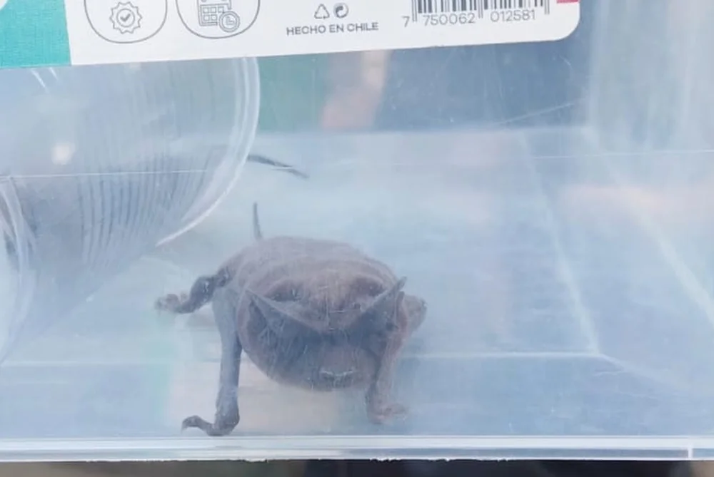 Murcielago con rabia en Pucon