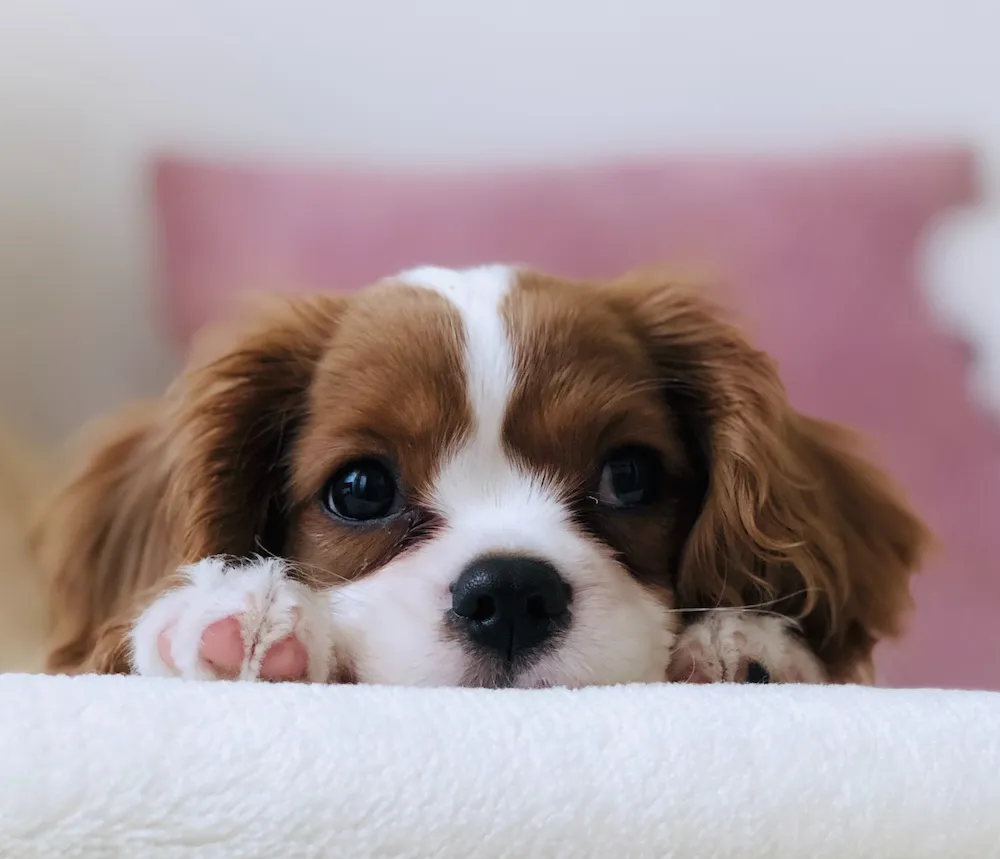 Seguro para mascotas