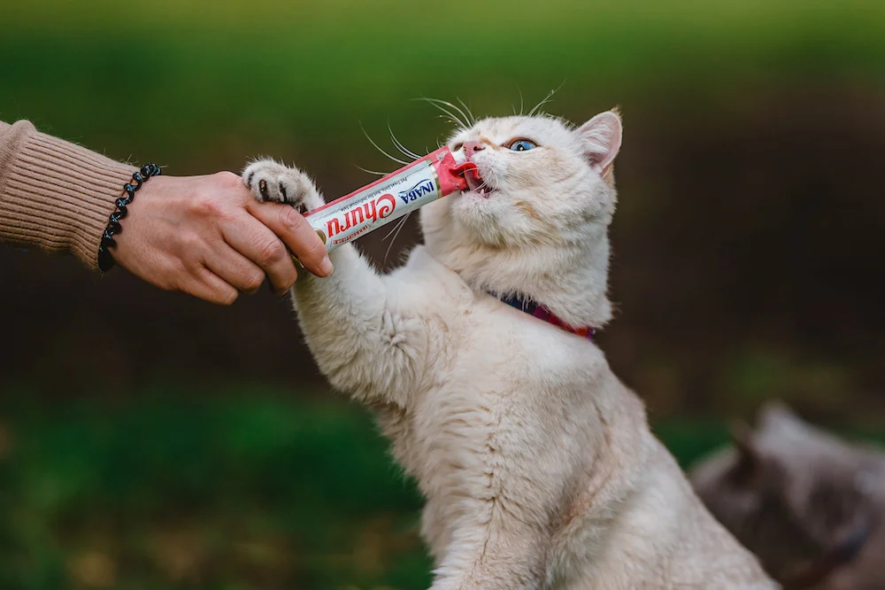 Inaba gatos -rrss-129