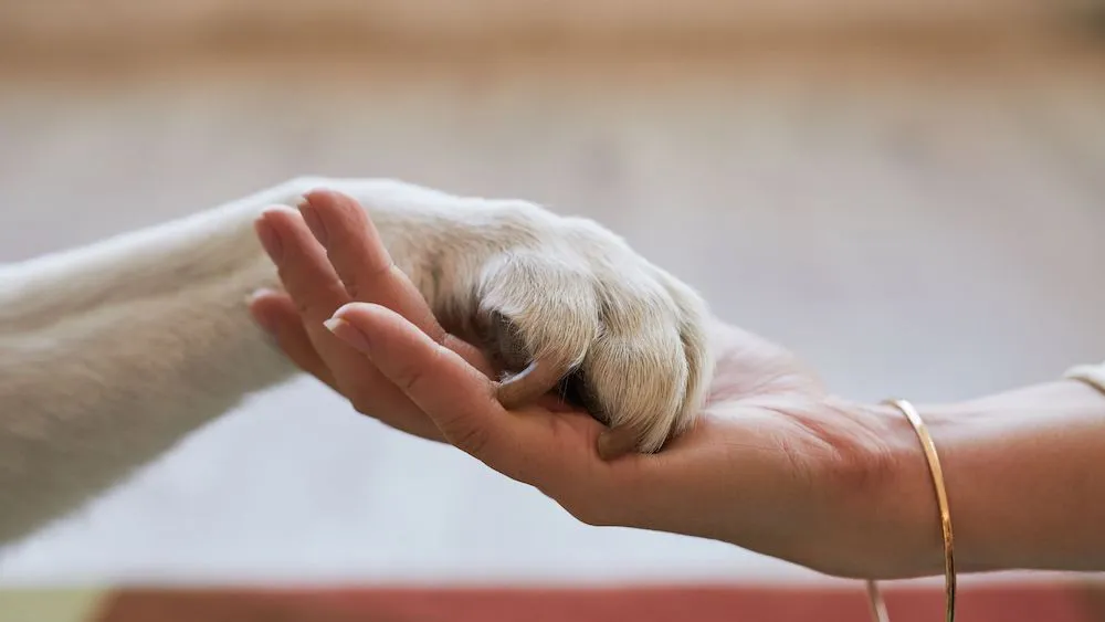 salvar mascotas en incendios referencial