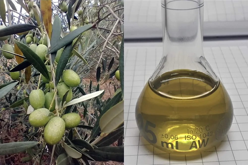 Aceite de Oliva de La Araucania