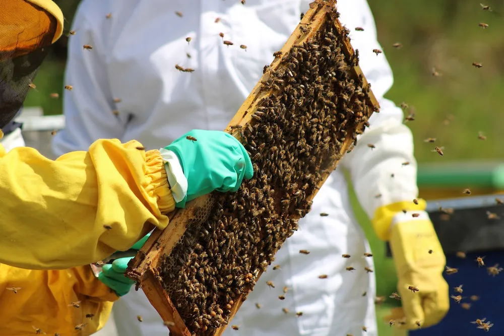 Predio SAG Apiarios 004