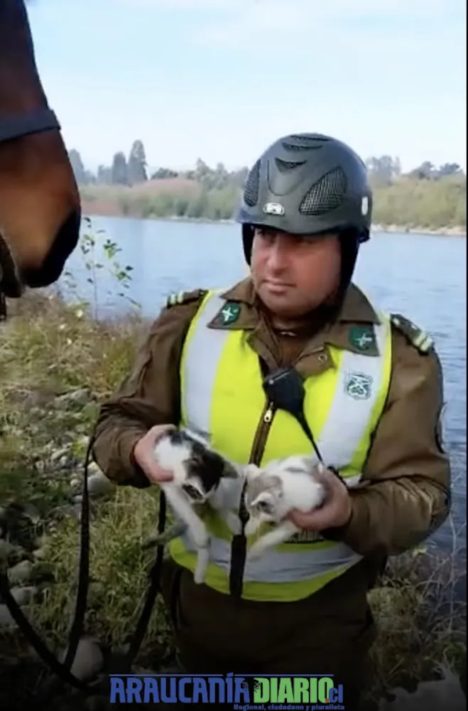 Carabineros rescatan dos gatitos