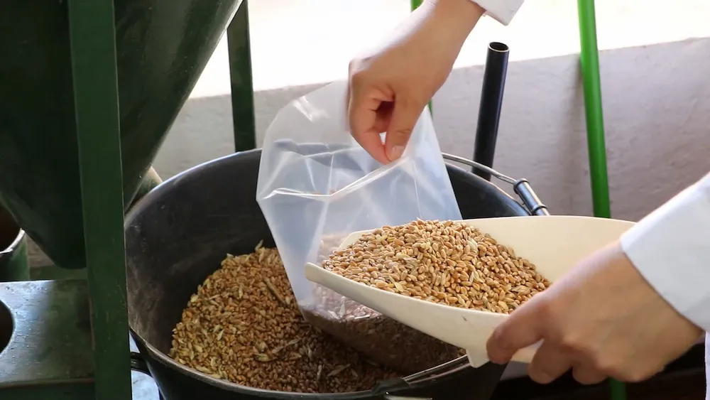 Poder comprador de trigo Cotrisa