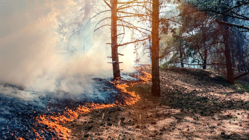 incendio forestal referencial (2)