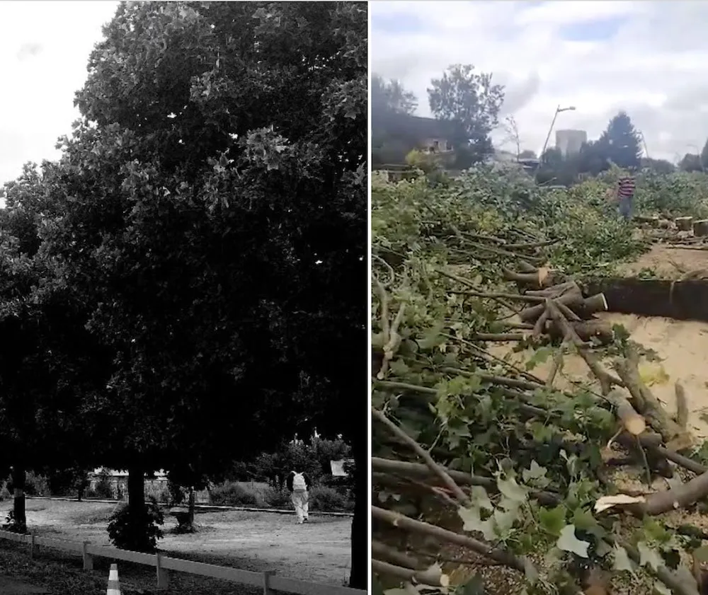 Ecocidio en Temuco tras corte de arboles 