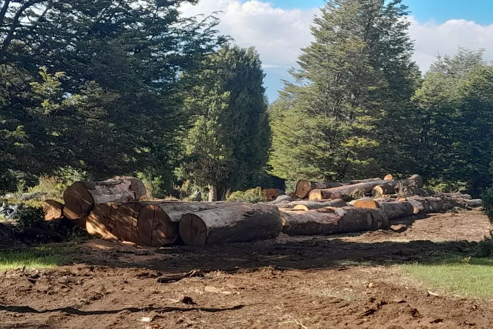 Tala bosque de sociedad Eugenio Tuma - fotografia comunidad Tradicional Juan Jose Ayenao