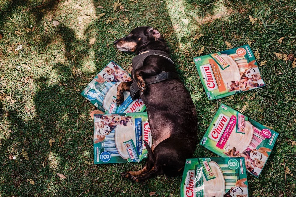Día Mundial de los Cachorros