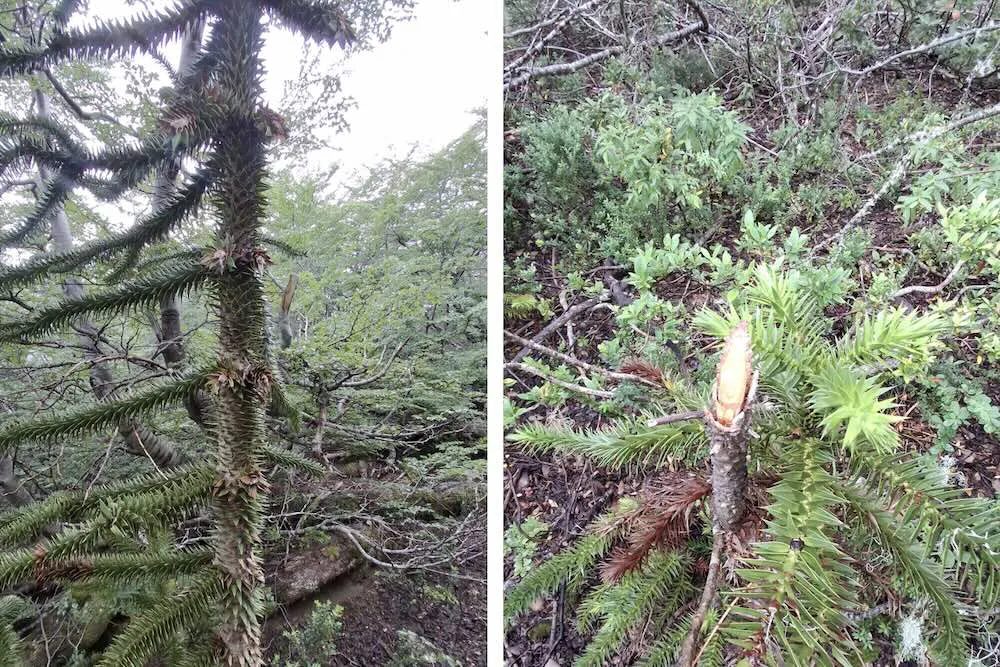 Corte de araucarias en sendero al Parque Nacional Villarrica