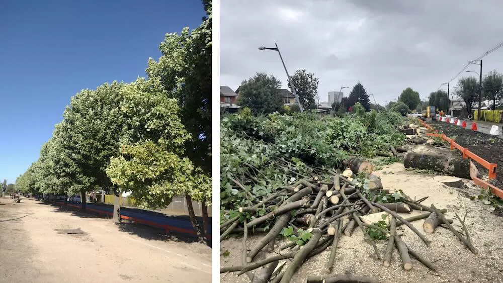 Ecocidio en Temuco a manos del SERVIU Araucania