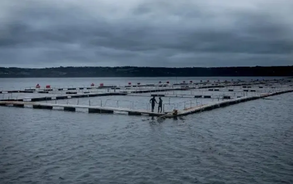 Empresas extranjeras en la Patagonia salmonelas